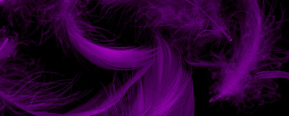 violet duck feathers on a black isolated background