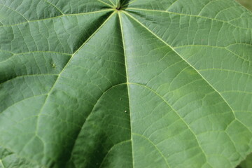 Leaf closeup green textured nature