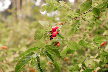 Red rose hips with green leaves