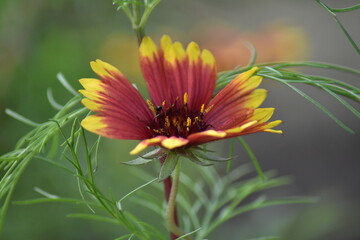 Blühende Kokardenblume (Gaillardia)