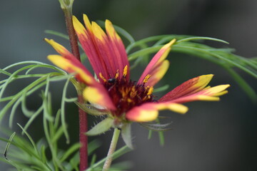 Blühende Kokardenblume (Gaillardia)