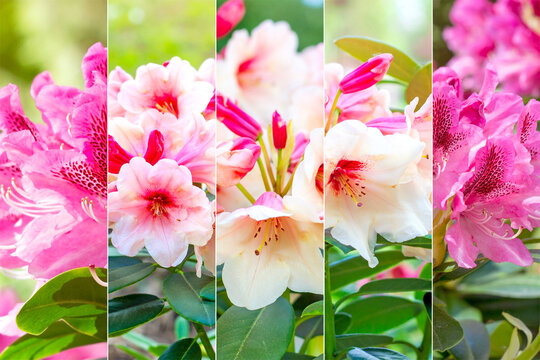 Many bright colorful blooming white and pink rhododendron flowers in the garden in summer day as a floral collage.