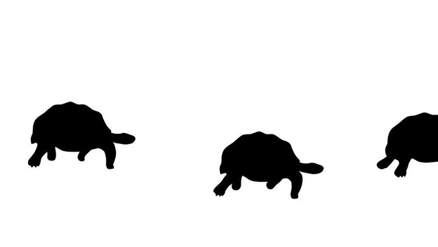Walking turtles, animation on the white background (seamless loop)