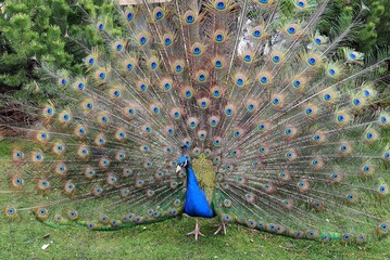 Obraz premium A bright blue beautiful peacock with long tail and feathers dances mating dance in park, zoo. Peacock feather background. Nature in summer and spring