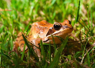 Grenouille rousse