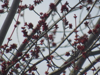 Blossoming Branches