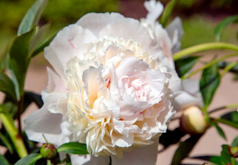 Beautiful blooming white terry peony with pink and yellow petals on a background of green leaves closeup, selective focus. White blooming peony.