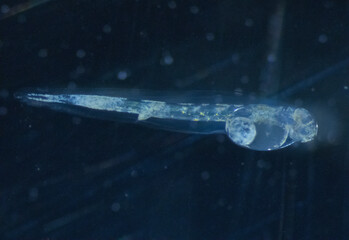 New born larva of sea bass (dicentrarchus labrax)