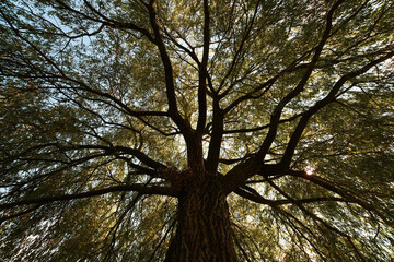 ALBERI SECOLARI