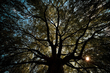 ALBERI SECOLARI