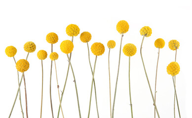 Flowers craspedia isolated on white background. Yellow balls garden flowers Craspedia globosa.