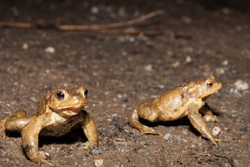 Portrait crapaud