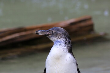 Humboldt-Pinguin (Spheniscus humboldti)