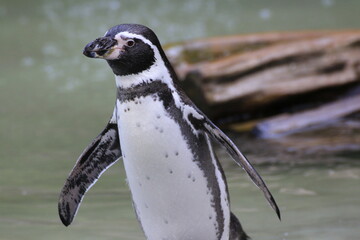 Humboldt-Pinguin (Spheniscus humboldti)