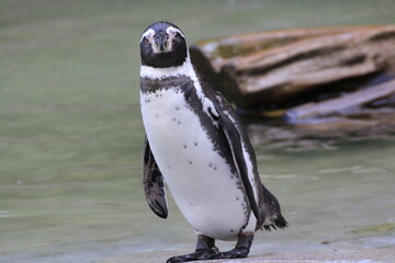 Naklejka premium Humboldt-Pinguin (Spheniscus humboldti)