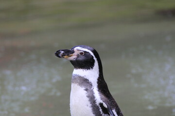 Humboldt-Pinguin (Spheniscus humboldti)