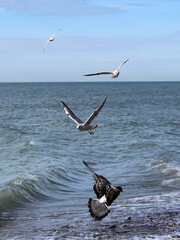A flock of seagulls in flight against the background of the blue sea, close-up. The diversity of the animal world, birds living on the planet.