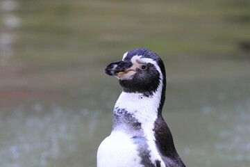 Obraz premium Humboldt-Pinguin (Spheniscus humboldti)