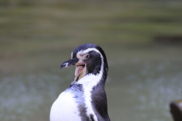 Humboldt-Pinguin (Spheniscus humboldti)