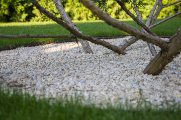Landscaping Close up. The decorative tree grows on a round flower bed filled with white pebbles. Selective focus.