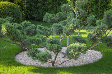 Landscaping The decorative tree grows on a round flower bed filled with white pebbles.