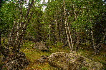 Bajo el bosque