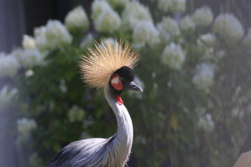 Kronenkranich (Balearica pavonina)