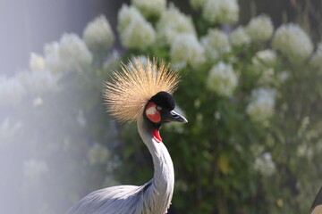 Kronenkranich (Balearica pavonina)