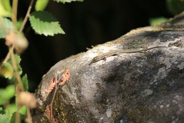 Mauereidechse (Lacerta agilis)