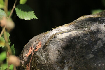 Mauereidechse (Lacerta agilis)