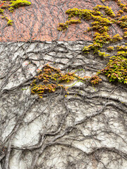 Strange things; roots on a wall.