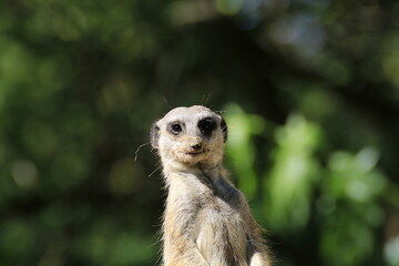Erdmännchen (Suricata suricatta)