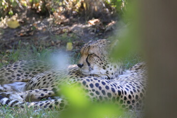 Gepard (Acinonyx jubatus)