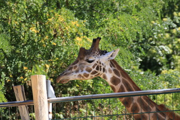 Giraffe (giraffa)