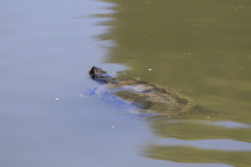 Wasserschildkröte