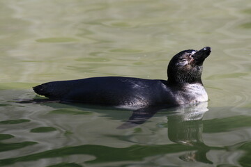 Humboldt-Pinguin (Spheniscus humboldti)