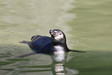 Humboldt-Pinguin (Spheniscus humboldti)