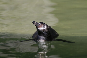 Humboldt-Pinguin (Spheniscus humboldti)