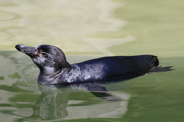 Humboldt-Pinguin (Spheniscus humboldti)