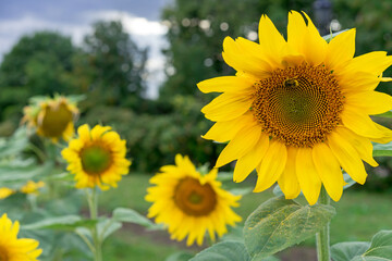 Fototapeta premium Bee collects pollen from the sunflower. Close-up of a bright blooming sunflower.