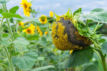 Sunflower with ripe seeds. Autumn sunflower harvest.