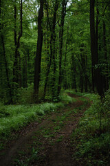 Fototapeta na wymiar a long road in the forest forest road leads nowhere