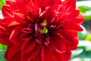 red dahlia