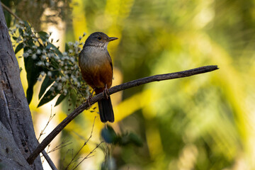 The Rufous-bellied Thrush also know as Sabia-laranjeira perched on a branch. It is the symbol bird of Brazil. Birdwatching. Bird lover. Birding. Species Turdus rufiventris