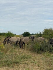 herd of elephants