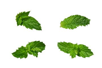 Green mint leaves isolated cutout