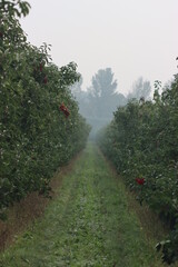 Appel field in winter