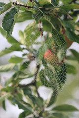 Appel under green leaves and spider web

