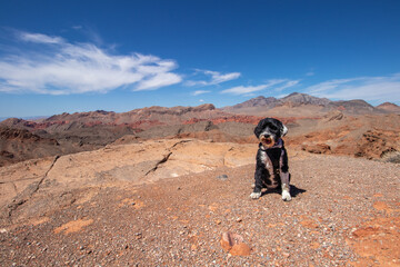 Portuguese Water Dog at the summit at Lake Mead Recreation Area