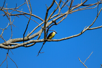 Photograph of a Great kiskadee. The bird was found on the Porto Alegre, in Rio Grande do Sul, Brazil.